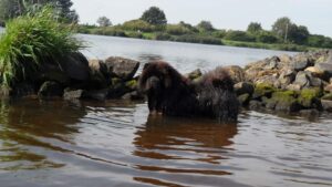 Schwarzer_Chow_im_Wasser