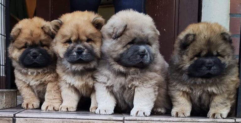 Willkommen auf ChowChow.cloud